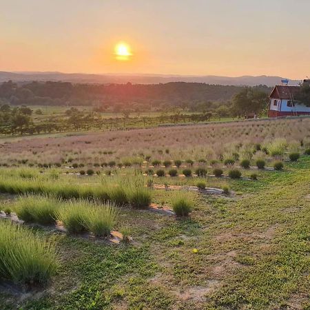 Lavanda Carasova Crasova Bagian luar foto