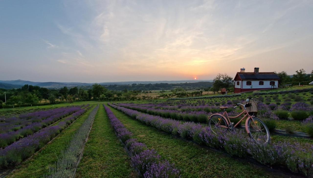 Lavanda Carasova Crasova Bagian luar foto