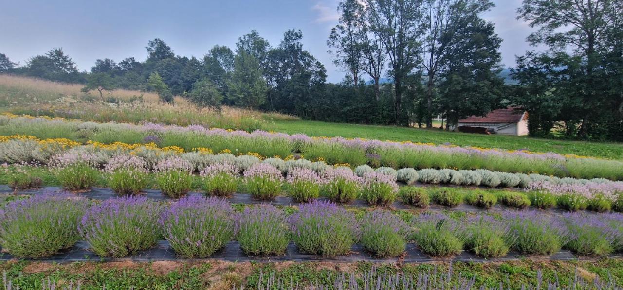 Lavanda Carasova Crasova Bagian luar foto