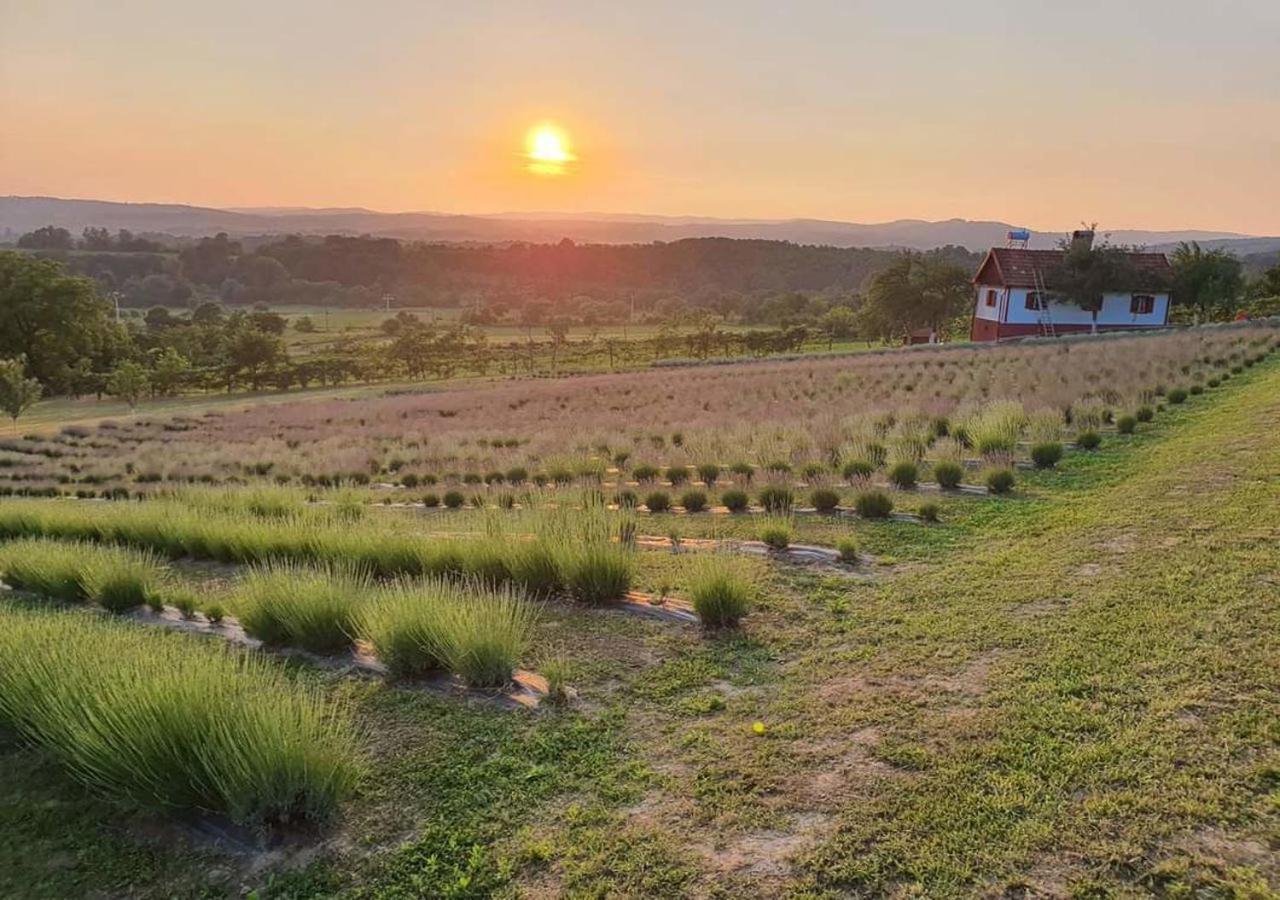 Lavanda Carasova Crasova Bagian luar foto