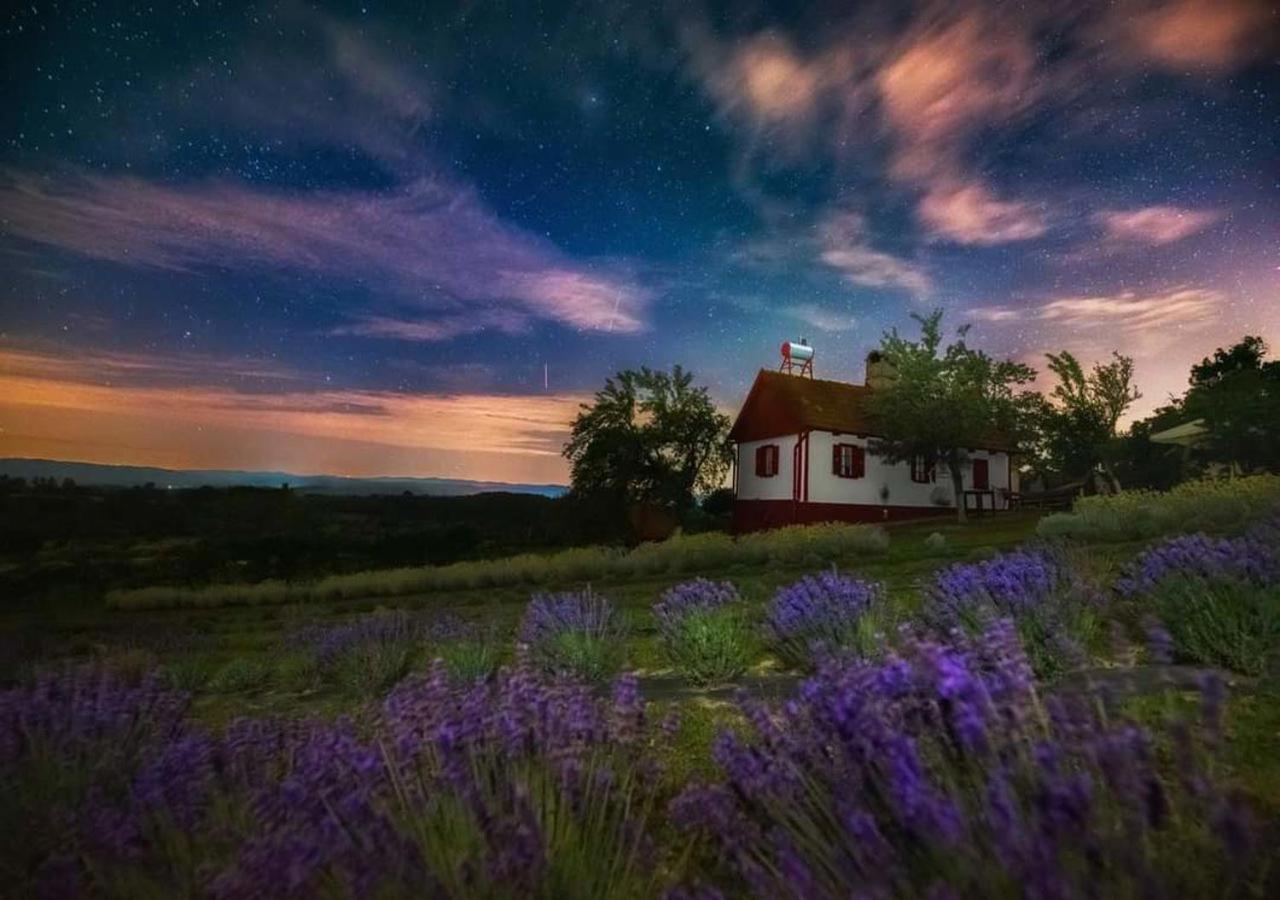 Lavanda Carasova Crasova Bagian luar foto